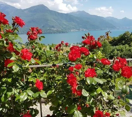 Giglio Giallo In Gravedona Ed Uniti * Consiglio di Rumo